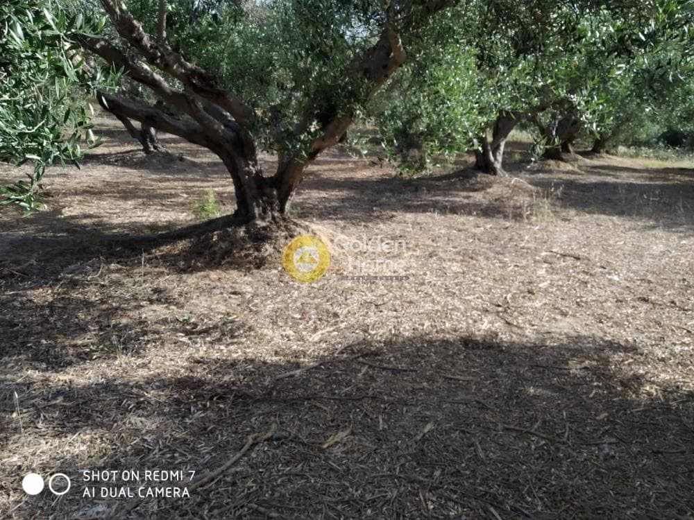 Οικόπεδο στην Πενταμόδι, Τετραχώρι — Φωτογραφία 3 από 5