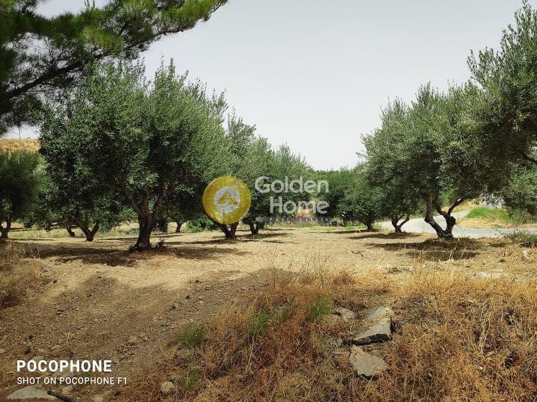 Αγροτεμάχιο στην Άγιος Μύρωνας, Τετραχώρι — Φωτογραφία 7 από 30