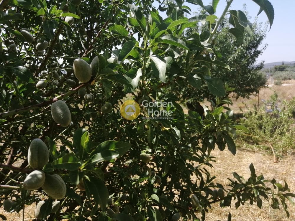 Parcel in Center, Koropi — Photo 6 of 16
