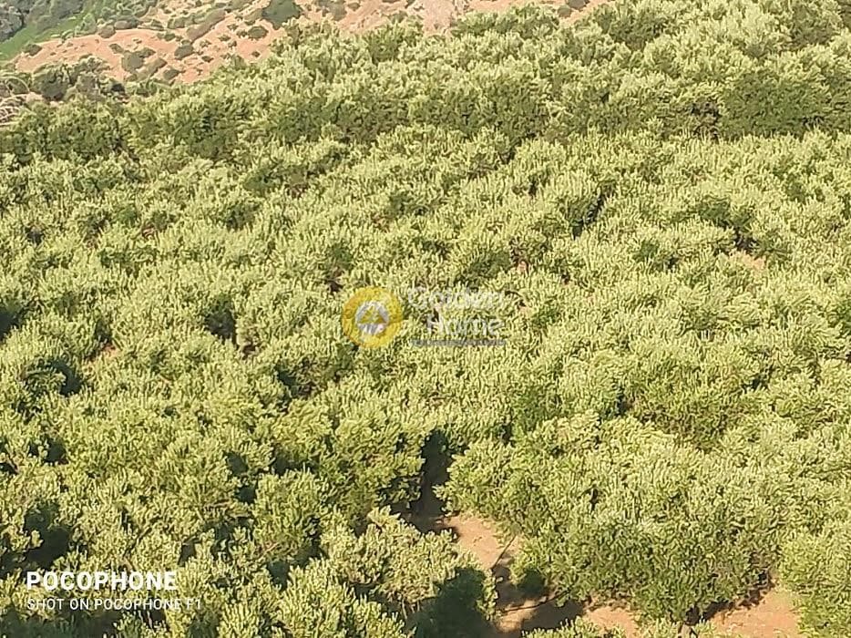 Αγροτεμάχιο στην Πυργού, Τετραχώρι — Φωτογραφία 53 από 55
