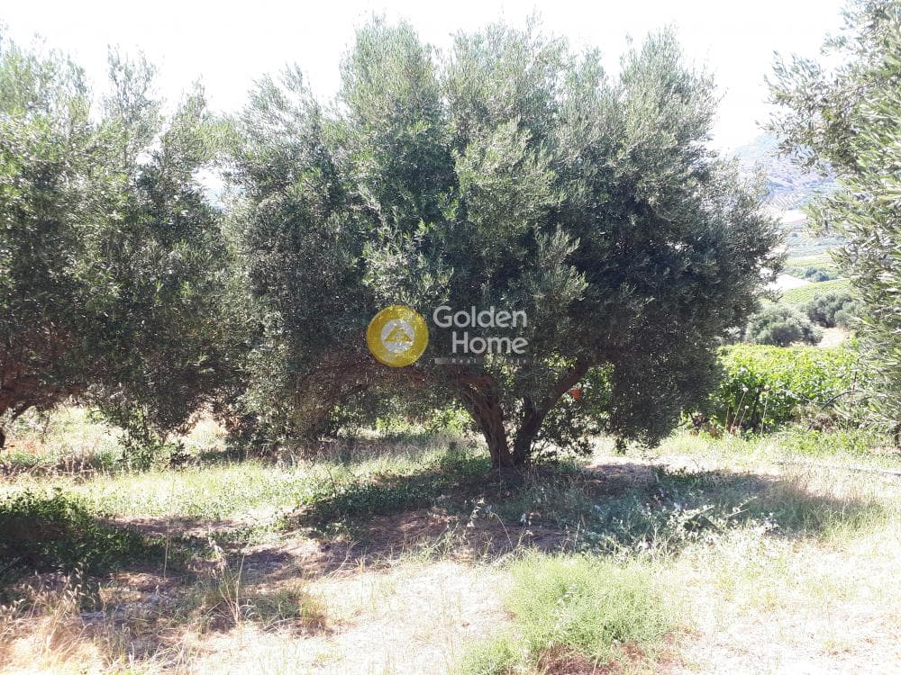 Οικόπεδο στην Βασιλείες, Αρχάνες — Φωτογραφία 6 από 15