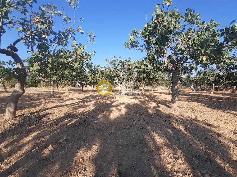 Building Plot in Kipseli, Aegina — Photo 1 of 5