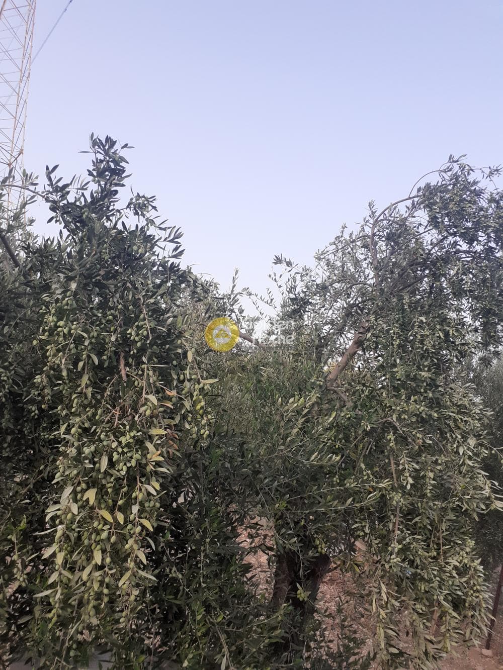 Αγροτεμάχιο στην Αγία Τριάδα, Παιανία — Φωτογραφία 4 από 4