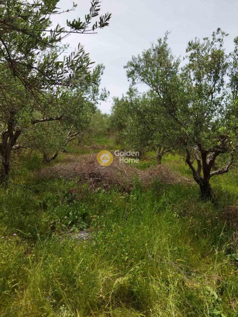 Αγροτεμάχιο στην Δαφνές, Τετραχώρι — Φωτογραφία 2 από 4