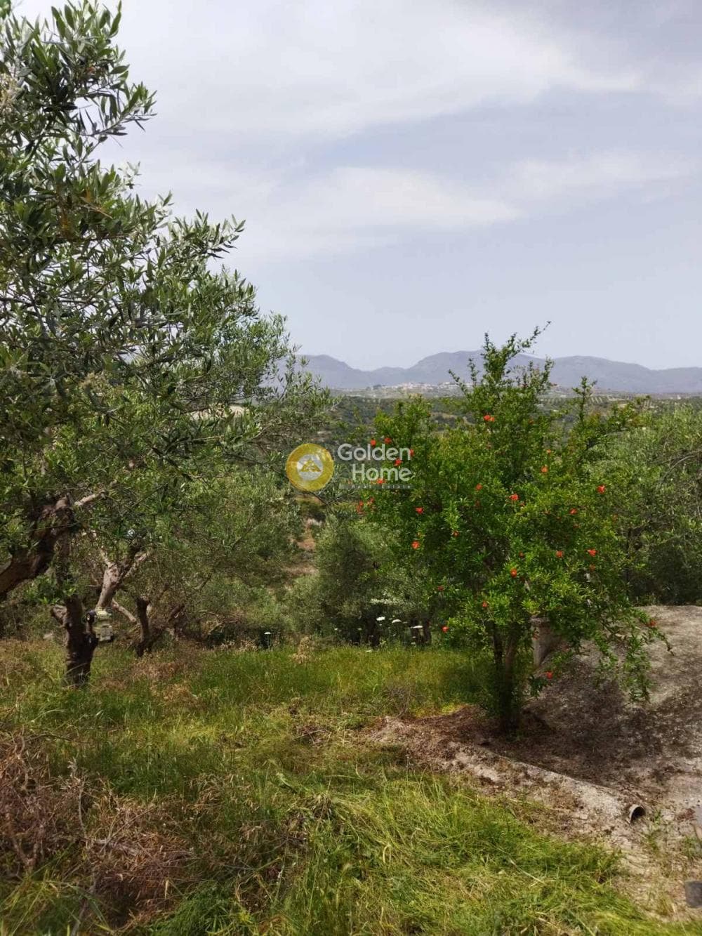 Αγροτεμάχιο στην Δαφνές, Τετραχώρι — Φωτογραφία 3 από 4