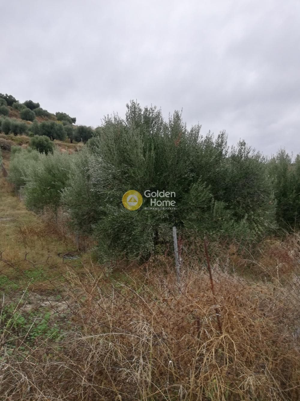 Οικόπεδο στην Φοινικιά, Τέμενος — Φωτογραφία 5 από 8