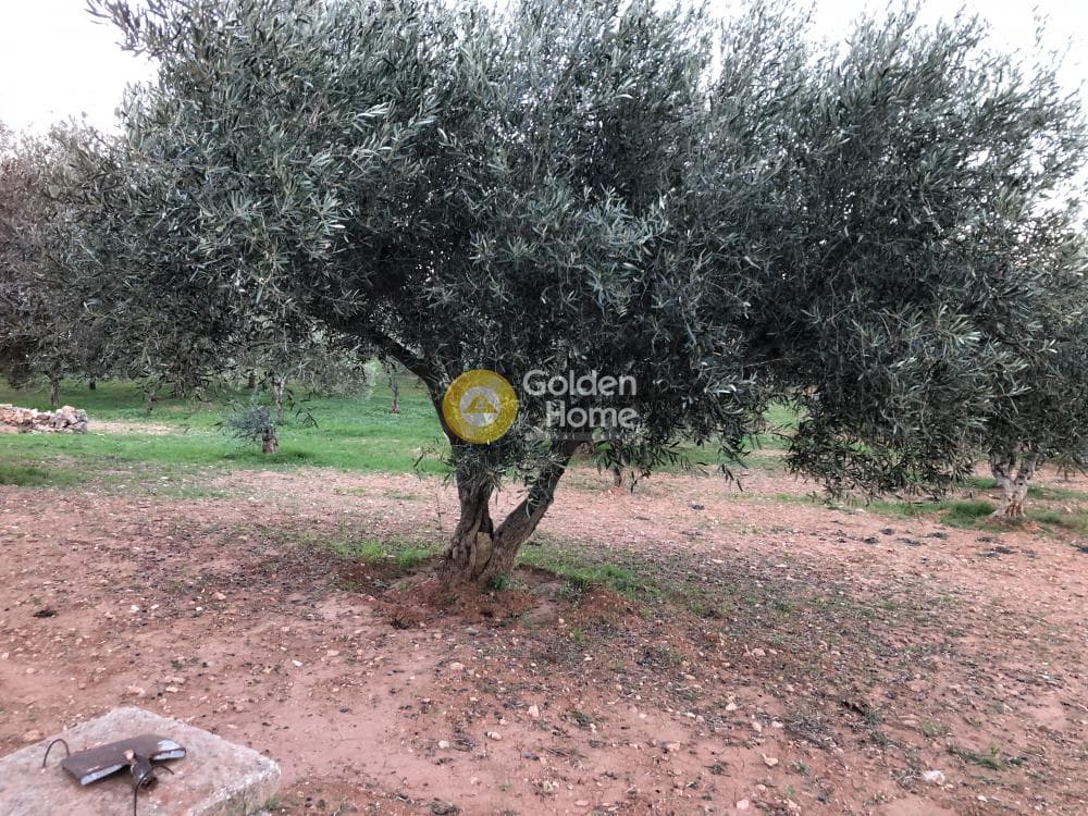 Parcel in Amigdaleza, Stamata — Photo 6 of 12