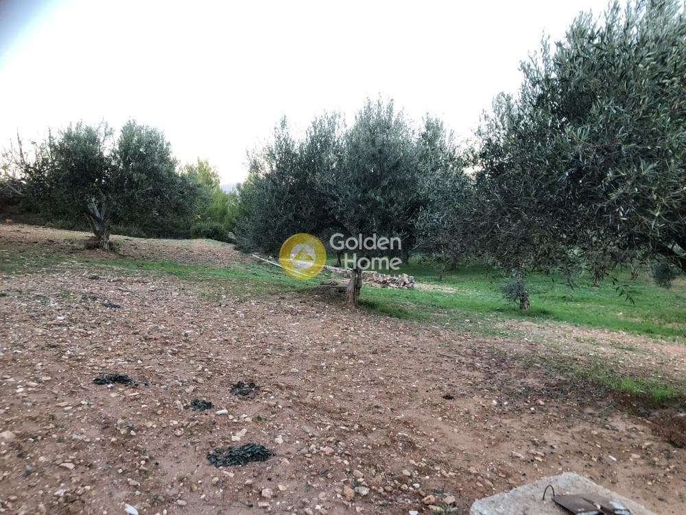 Parcel in Amigdaleza, Stamata — Photo 7 of 12