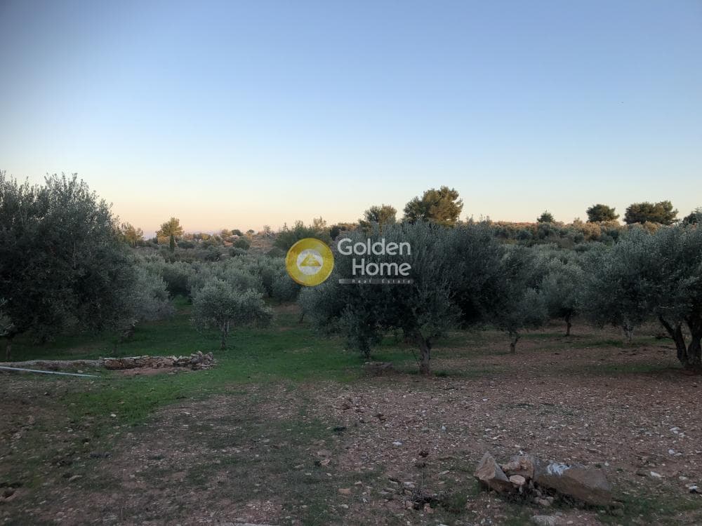 Parcel in Amigdaleza, Stamata — Photo 8 of 12