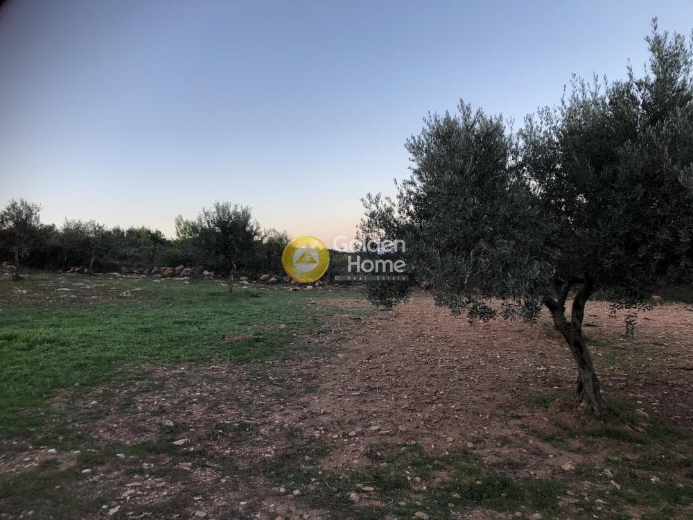Parcel in Amigdaleza, Stamata — Photo 9 of 12