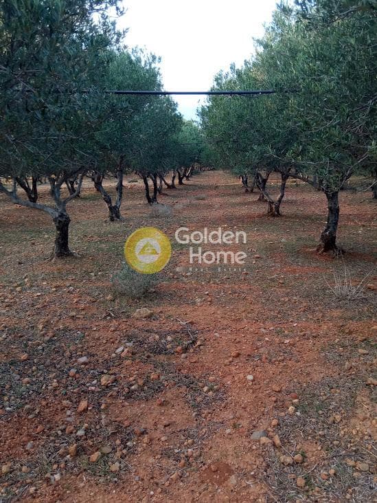 Οικόπεδο στην Ξηρόκαμπος, Τυμπάκι — Φωτογραφία 1 από 2
