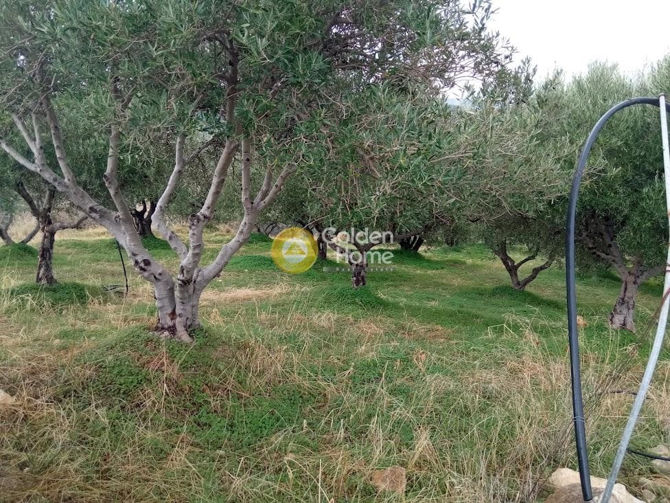 Αγροτεμάχιο στην Άγιος Βλάσιος, Αρχάνες — Φωτογραφία 3 από 18
