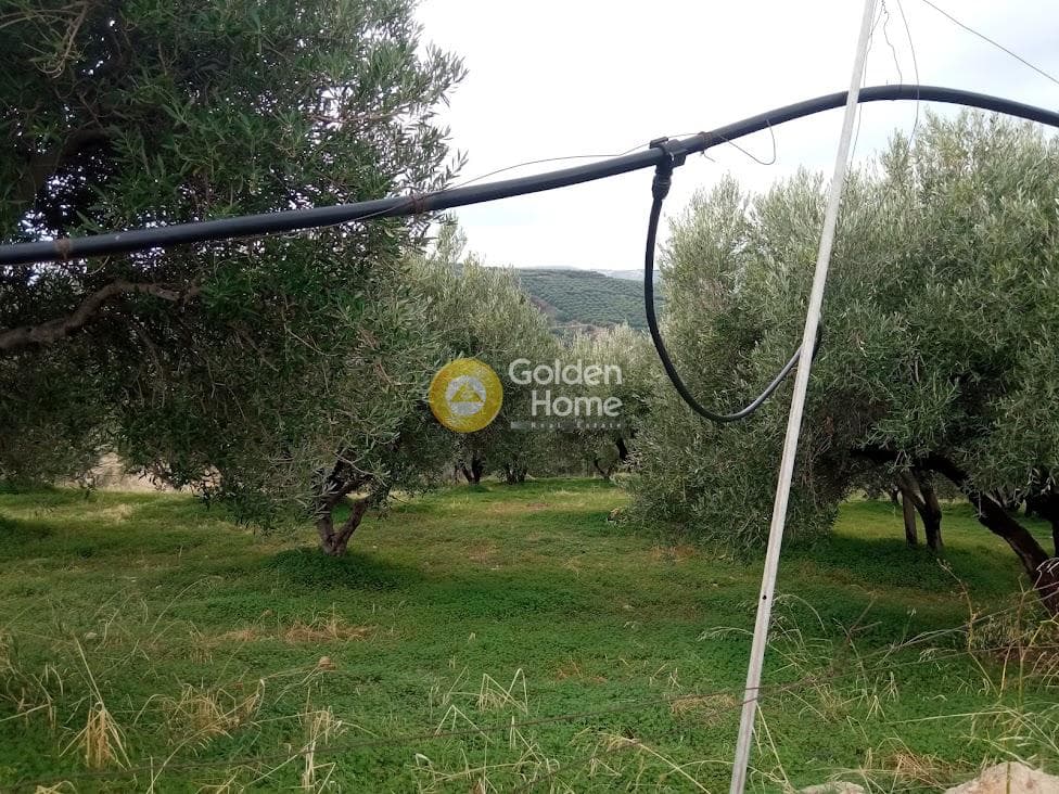 Αγροτεμάχιο στην Άγιος Βλάσιος, Αρχάνες — Φωτογραφία 8 από 18