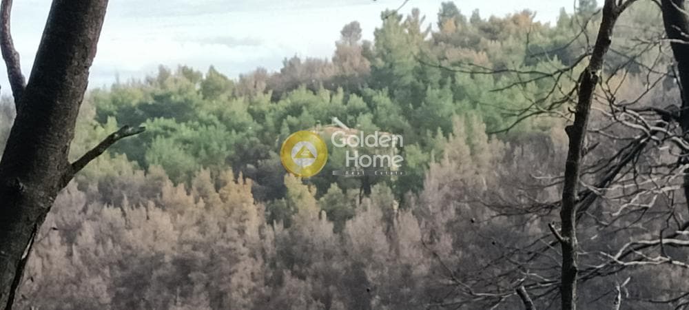 Οικόπεδο στην Αγία Τριάδα, Αφίδνες — Φωτογραφία 8 από 18