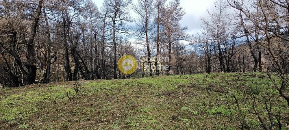 Οικόπεδο στην Αγία Τριάδα, Αφίδνες — Φωτογραφία 5 από 15