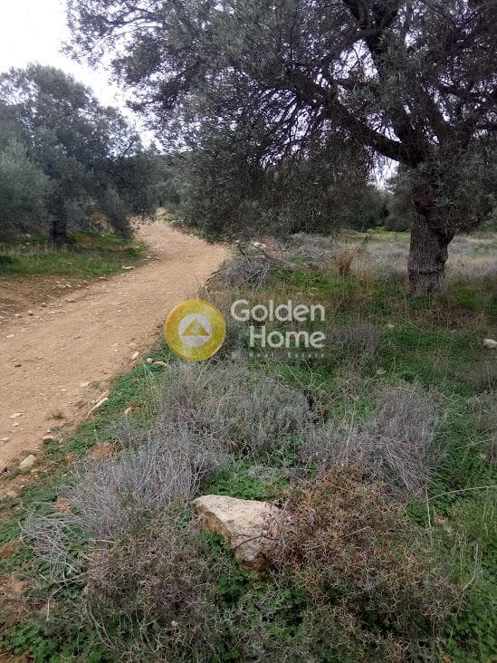 Αγροτεμάχιο στην Νέο Καλαμάκι, Τυμπάκι — Φωτογραφία 3 από 17