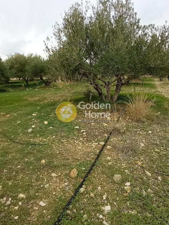 Αγροτεμάχιο στην Καμηλάρι, Τυμπάκι — Φωτογραφία 2 από 22