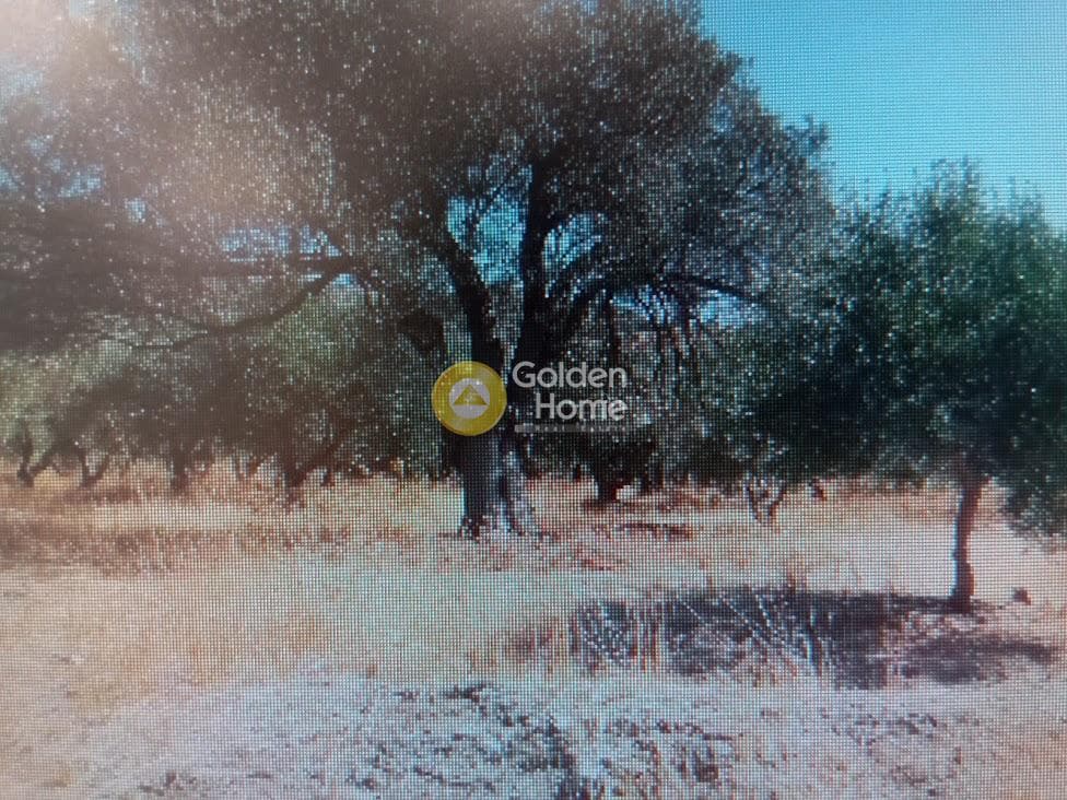 Αγροτεμάχιο στην Κουσές, Μοίρες — Φωτογραφία 3 από 14