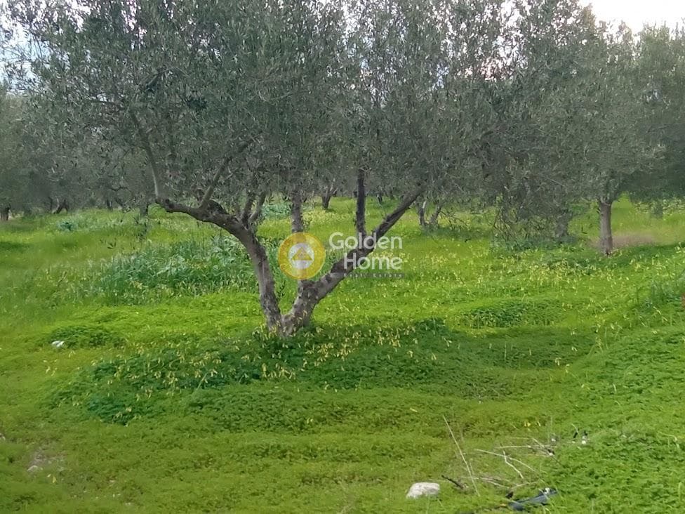 Αγροτεμάχιο στην Κουσές, Μοίρες — Φωτογραφία 4 από 14