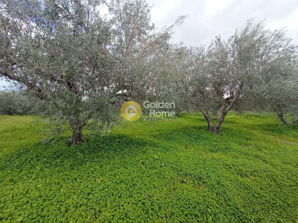 Αγροτεμάχιο στην Κουσές, Μοίρες — Φωτογραφία 9 από 14