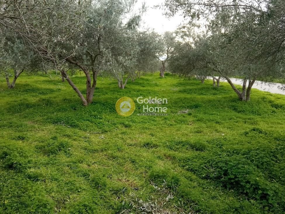 Αγροτεμάχιο στην Κουσές, Μοίρες — Φωτογραφία 11 από 14