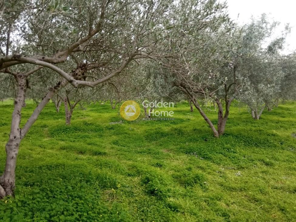 Αγροτεμάχιο στην Κουσές, Μοίρες — Φωτογραφία 12 από 14
