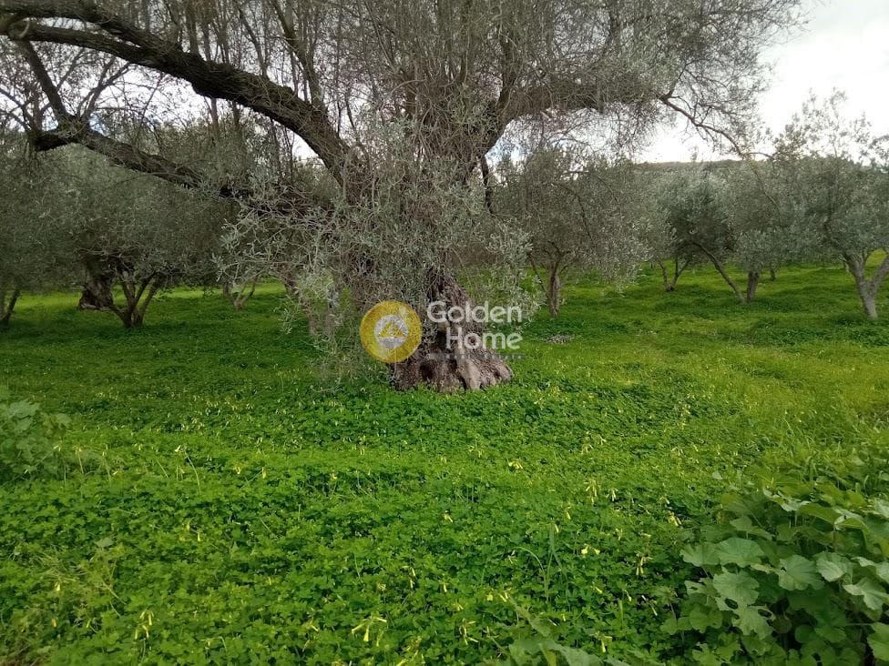 Αγροτεμάχιο στην Κουσές, Μοίρες — Φωτογραφία 13 από 14