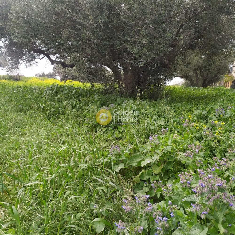 Building Plot in Vasileies, Archanes — Photo 5 of 15