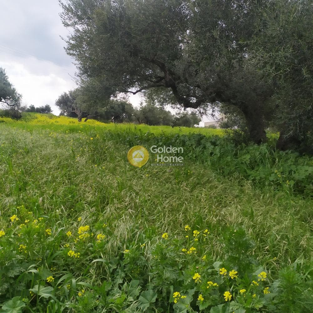 Building Plot in Vasileies, Archanes — Photo 6 of 15