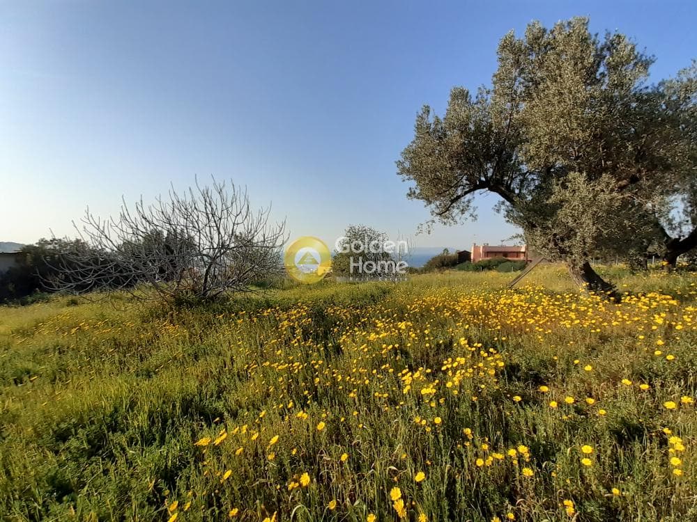 Οικόπεδο στην Θερμά, Αίγινα — Φωτογραφία 1 από 7