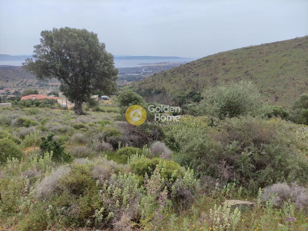 Αγροτεμάχιο στην Παλιοκαμάριζα, Λαύριο — Φωτογραφία 3 από 4
