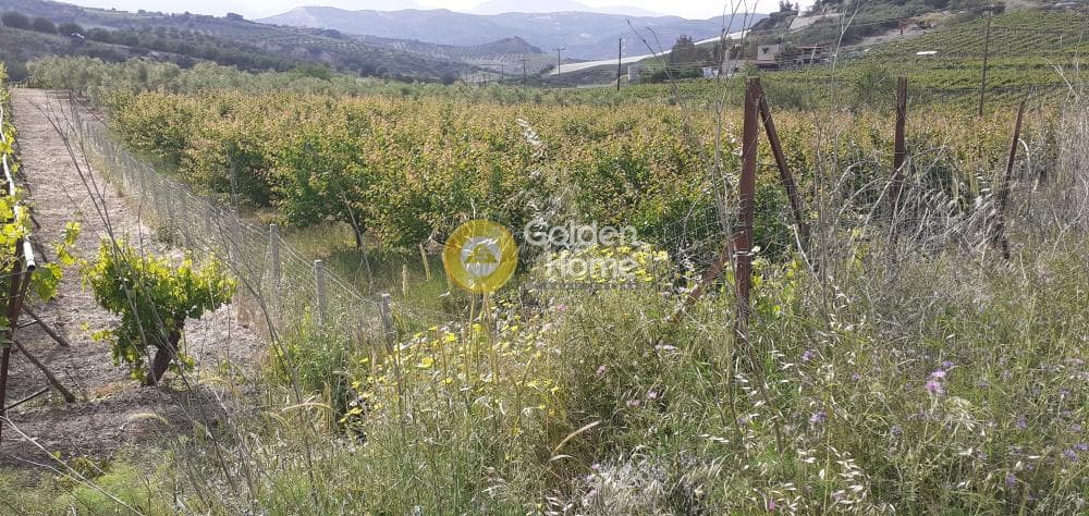 Αγροτεμάχιο στην Κέντρο, Αρχάνες — Φωτογραφία 4 από 9