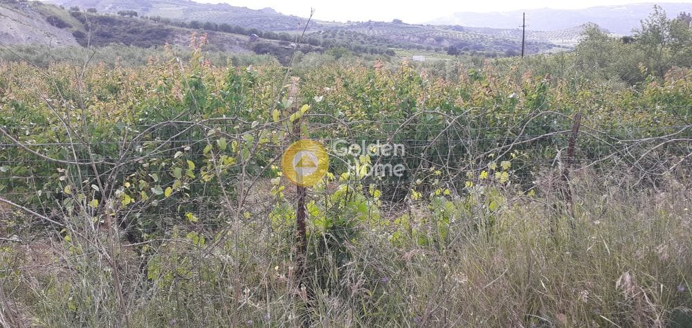 Αγροτεμάχιο στην Κέντρο, Αρχάνες — Φωτογραφία 6 από 9