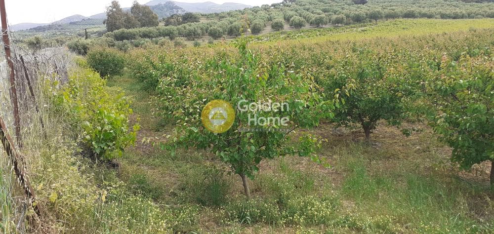Αγροτεμάχιο στην Κέντρο, Αρχάνες — Φωτογραφία 7 από 9