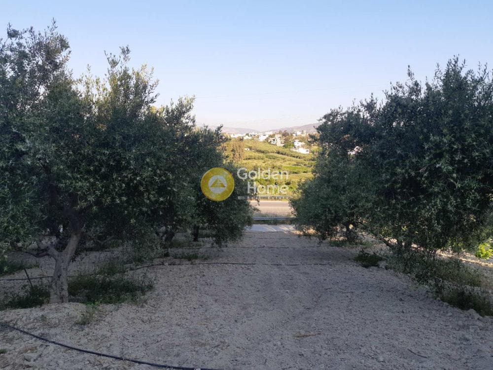 Αγροτεμάχιο στην Σίβα, Τετραχώρι — Φωτογραφία 4 από 8