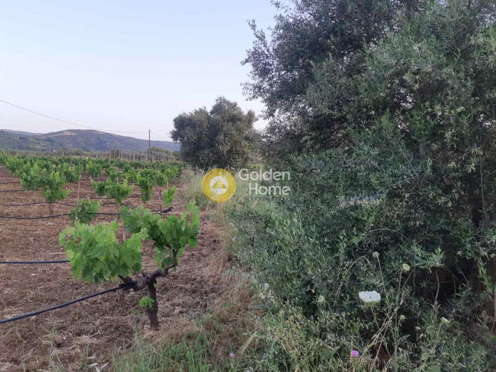 Οικόπεδο στην Νέο Βενεράτο, Τετραχώρι — Φωτογραφία 3 από 4