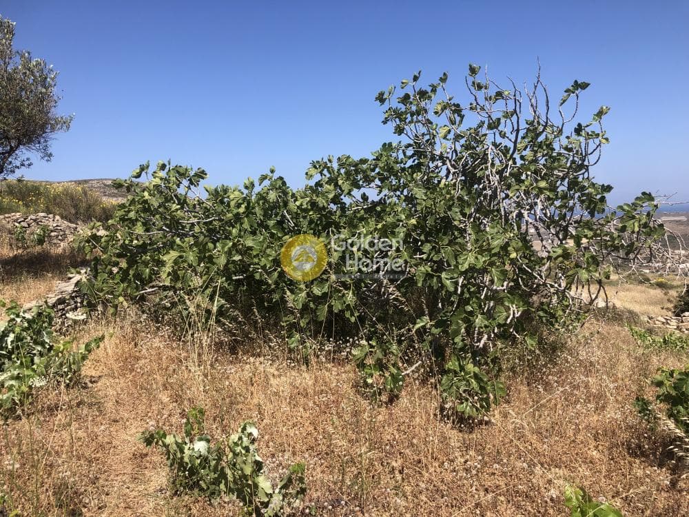 Αγροτεμάχιο στην Μαράθι, Πάρος — Φωτογραφία 13 από 15