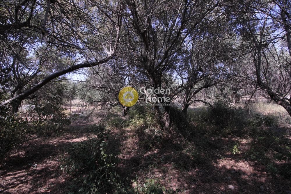 Οικόπεδο στην Μονή Αγίου Ιωάννου Θεολόγου, Γούβες — Φωτογραφία 13 από 15
