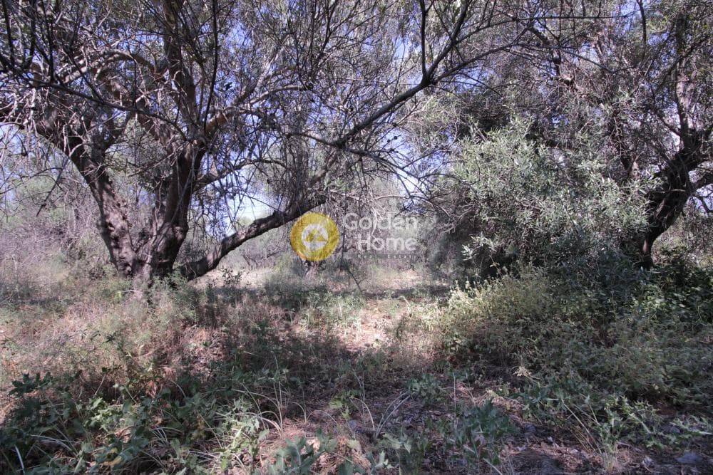 Οικόπεδο στην Μονή Αγίου Ιωάννου Θεολόγου, Γούβες — Φωτογραφία 7 από 15