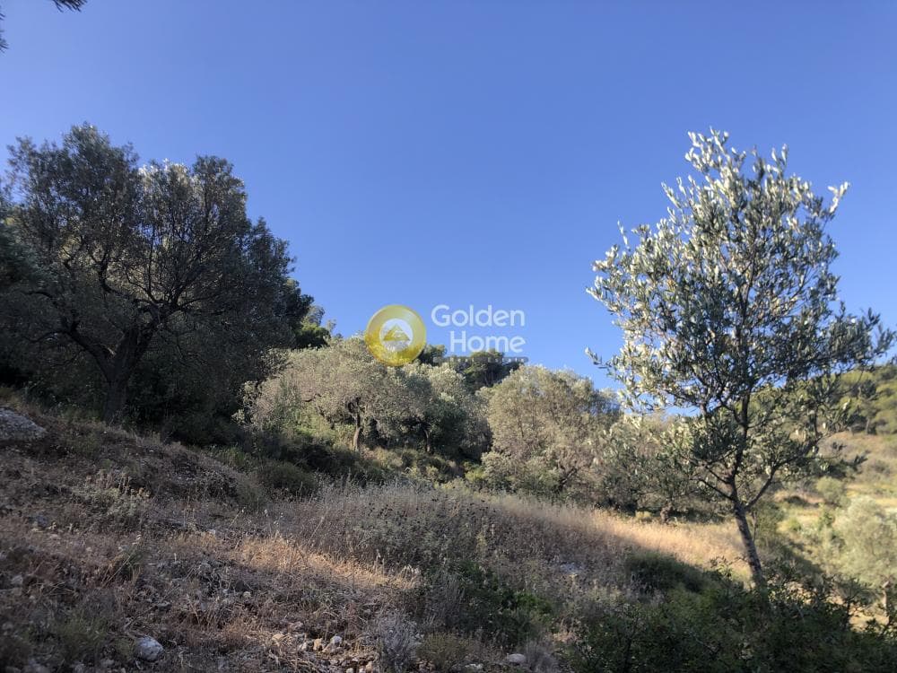 Parcel in Moni Agion Panton, Spetses — Photo 3 of 7