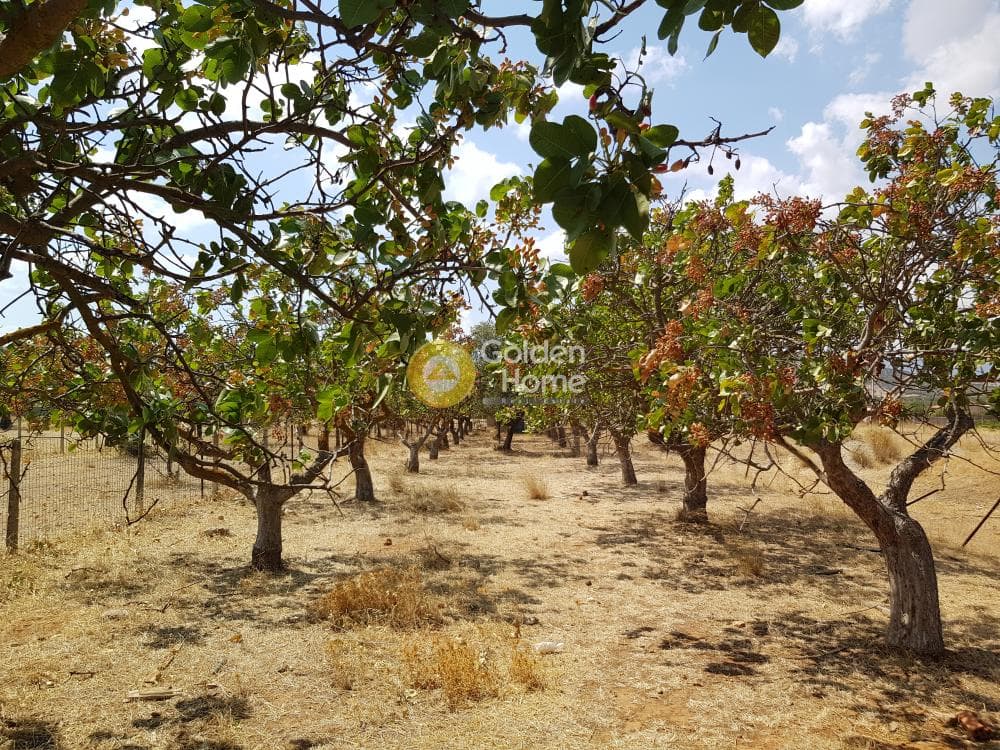 Αγροτεμάχιο στην Κεφλαίικα, Καλύβια Θορικού — Φωτογραφία 4 από 9
