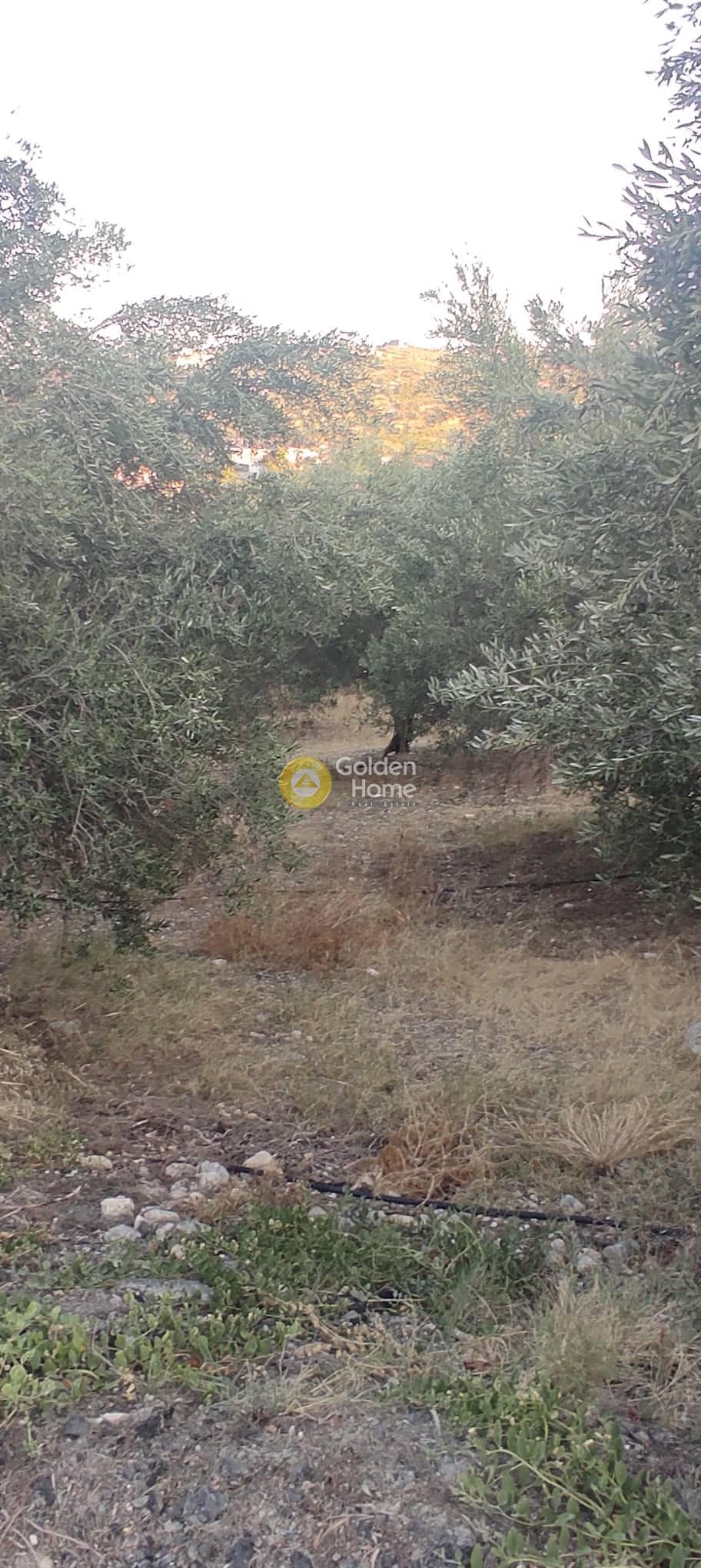 Οικόπεδο στην Κάτω Αρχάνες, Αρχάνες — Φωτογραφία 14 από 15