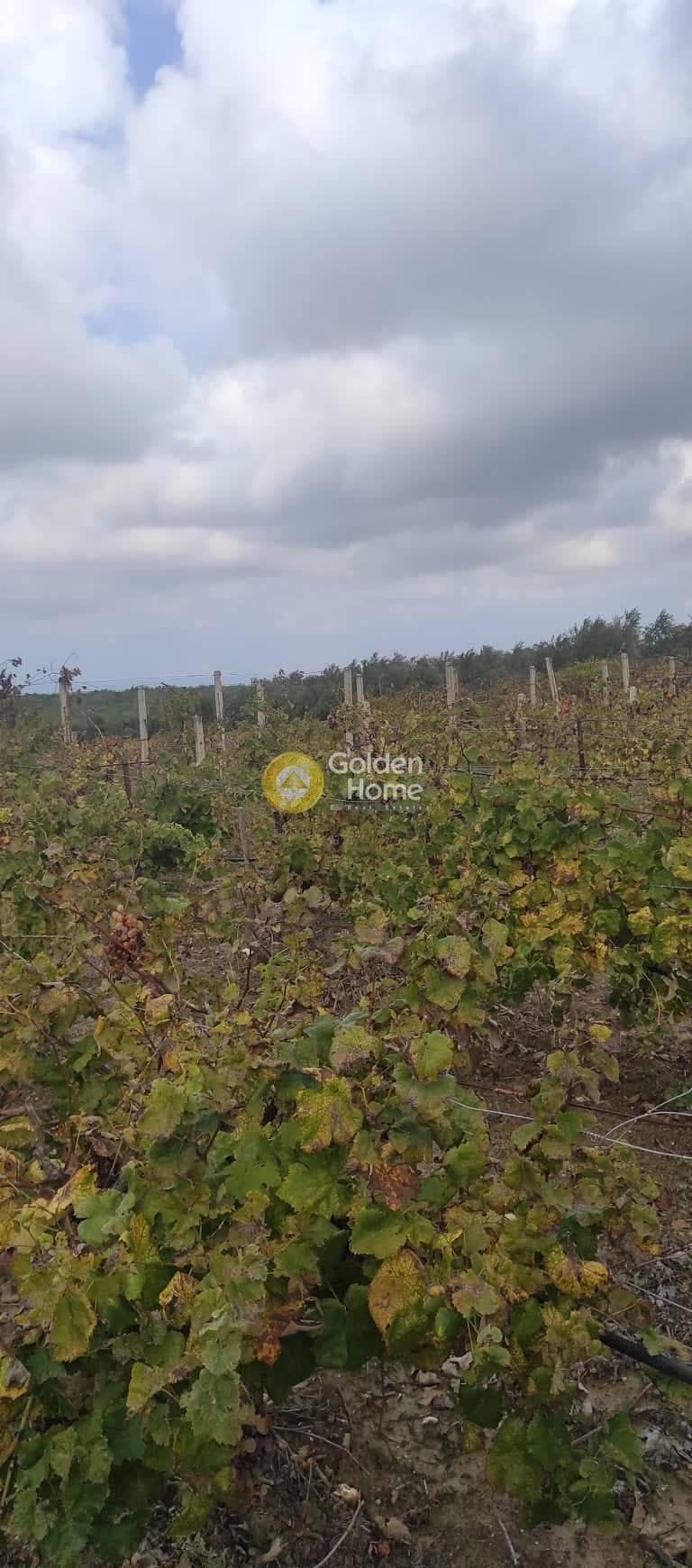 Οικόπεδο στην Κουνάβοι, Αρχάνες — Φωτογραφία 2 από 5