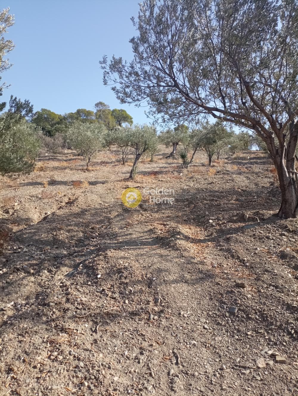 Αγροτεμάχιο στην Δημητράνη, Σαλαμίνα — Φωτογραφία 2 από 3