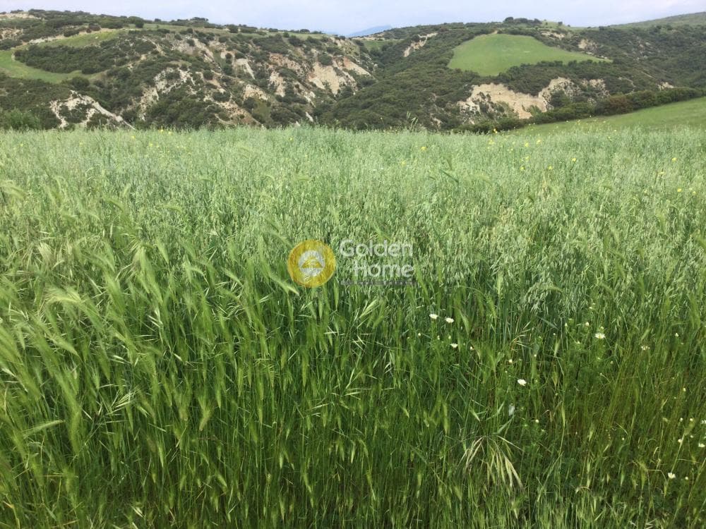 Αγροτεμάχιο στην Αγία Παρασκευή, Βασιλικά — Φωτογραφία 2 από 9