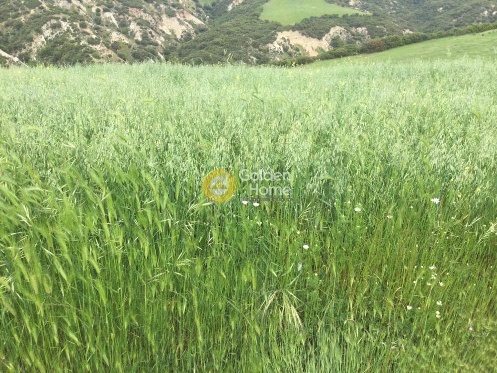 Αγροτεμάχιο στην Αγία Παρασκευή, Βασιλικά — Φωτογραφία 4 από 9