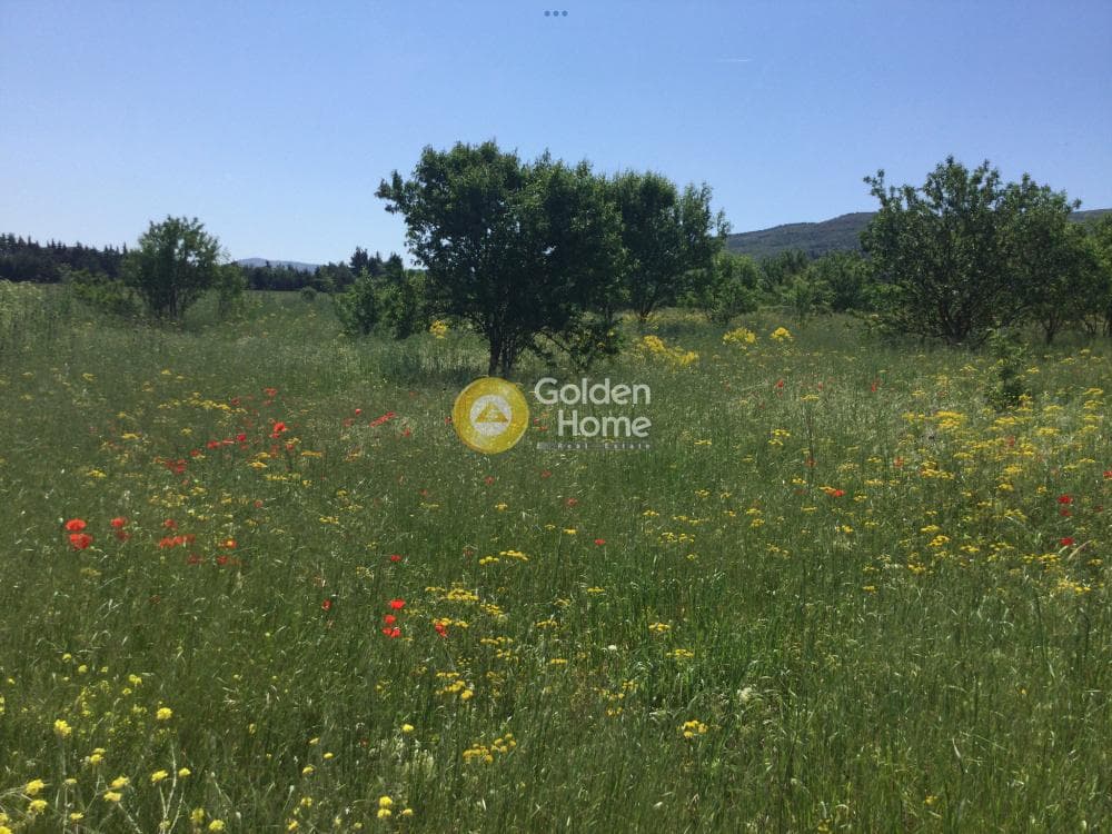 Αγροτεμάχιο στην Αγία Παρασκευή, Βασιλικά — Φωτογραφία 1 από 9