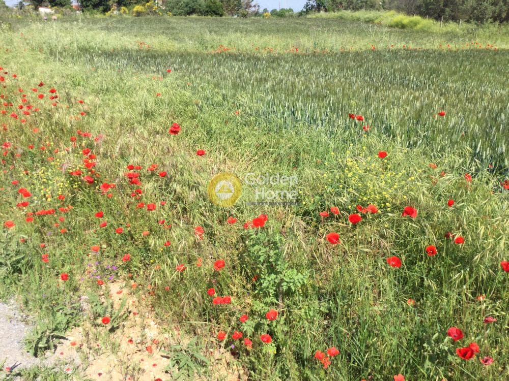 Αγροτεμάχιο στην Αγία Παρασκευή, Βασιλικά — Φωτογραφία 2 από 9