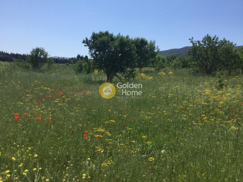 Αγροτεμάχιο στην Σουρωτή, Βασιλικά — Φωτογραφία 2 από 6