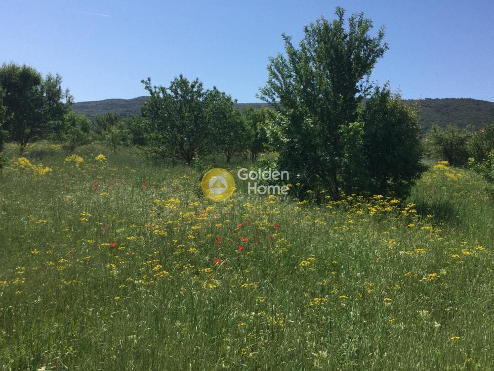 Αγροτεμάχιο στην Σουρωτή, Βασιλικά — Φωτογραφία 4 από 6